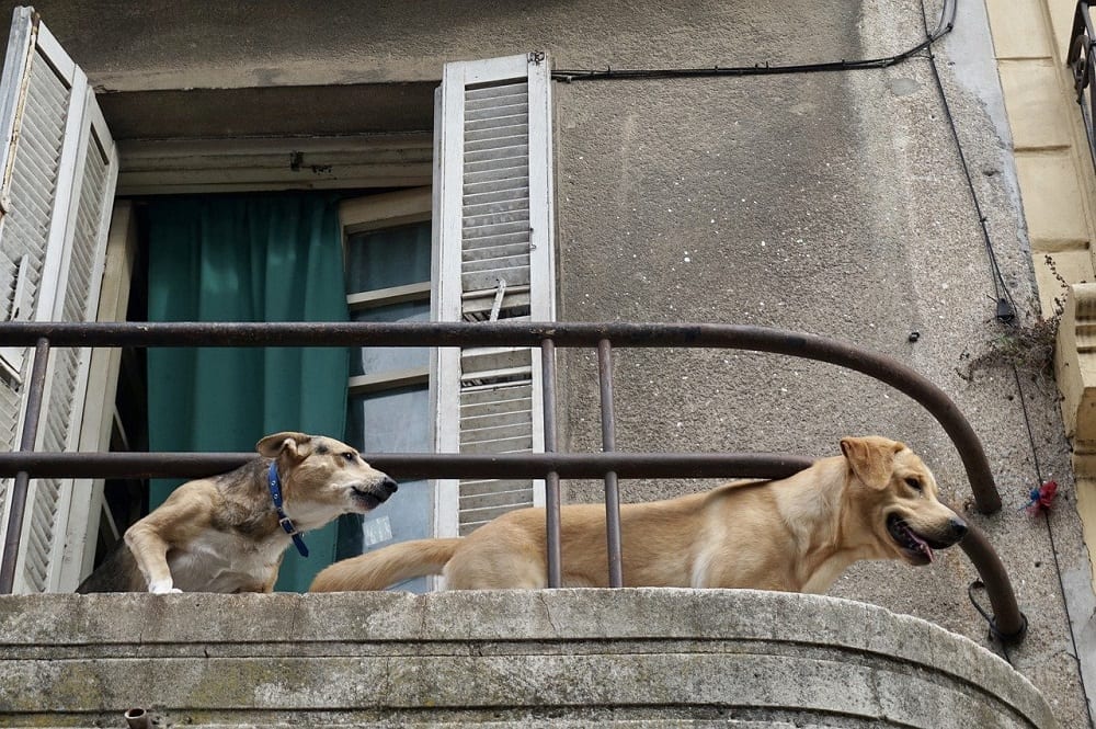 Cómo actuar ante los ladridos del perro del vecino